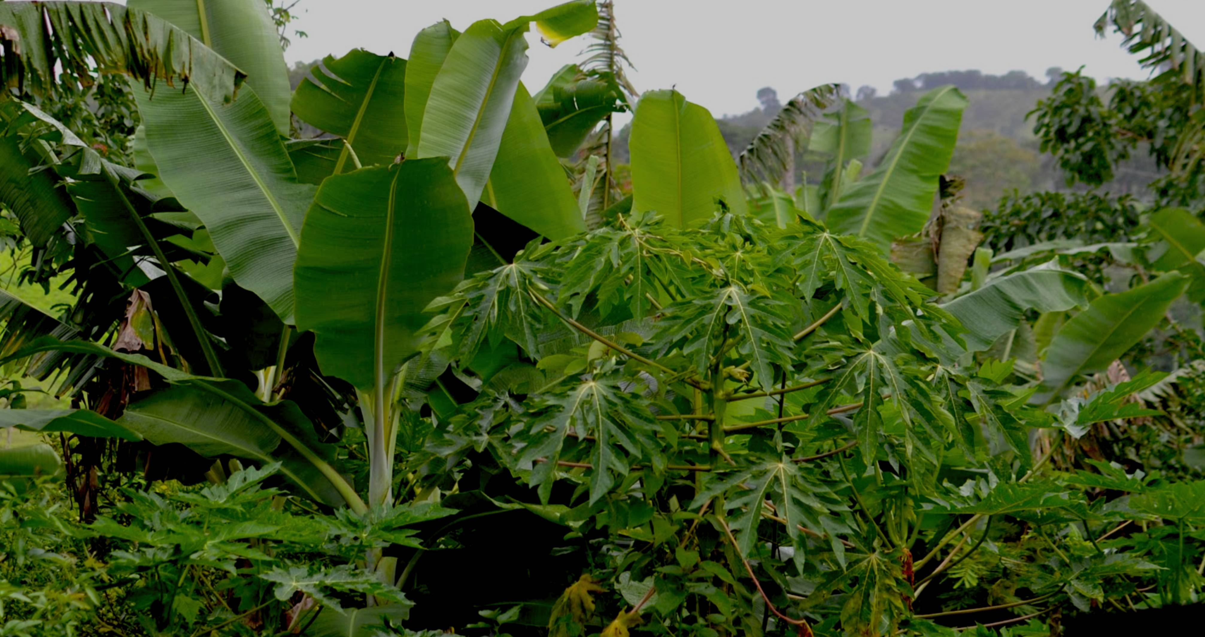 ekonavi-agroforestry-example.jpg